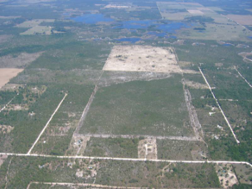 FOREST AND ADJACENT SUBDIVISION